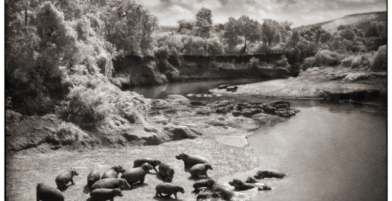 8 Hippos on Mara River