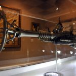 Ex_Blunderbuss