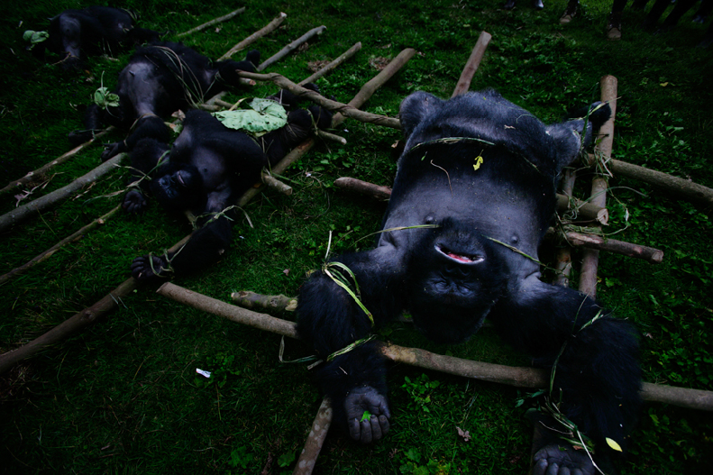 Picture 4 art blog - brent stirton - empty kingdom