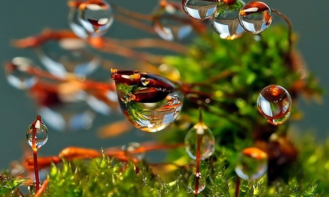 MicroAndMacroPhotographyByAndrewOsokin_171