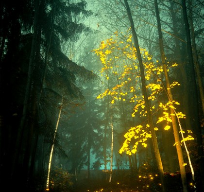 Yellow_Falling