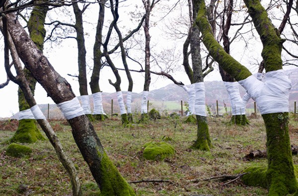 Zander Olsen_Tree, Line_001
