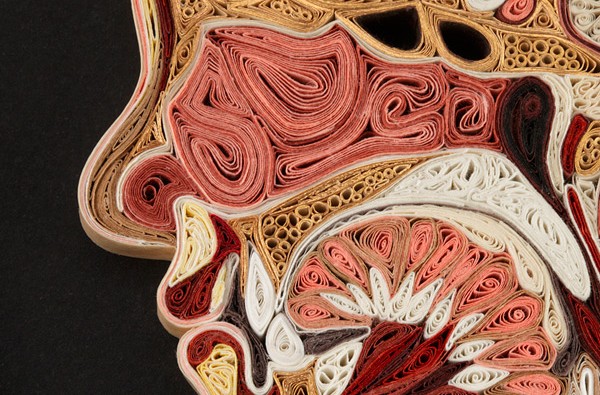 anatomy-11