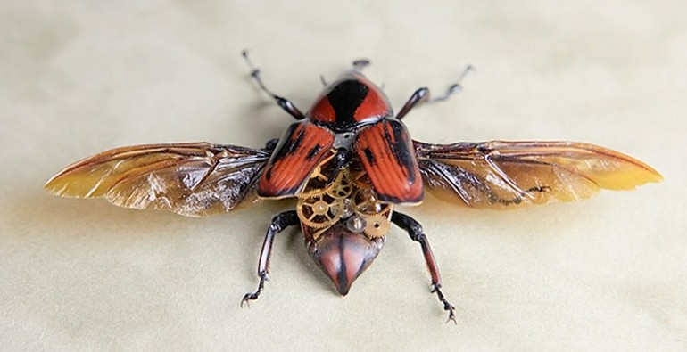 cyrtotrachelus