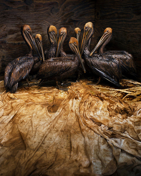Beltra_web5 Art Blog - Daniel Beltra - Empty Kingdom