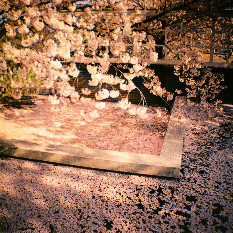 Takeshi-Suga_web5 art blog - Takeshi Suga - empty kingdom