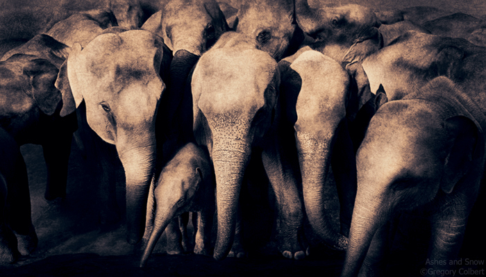 Gregory Colbert_Web7 art blog - gregory colbert - empty kingdom