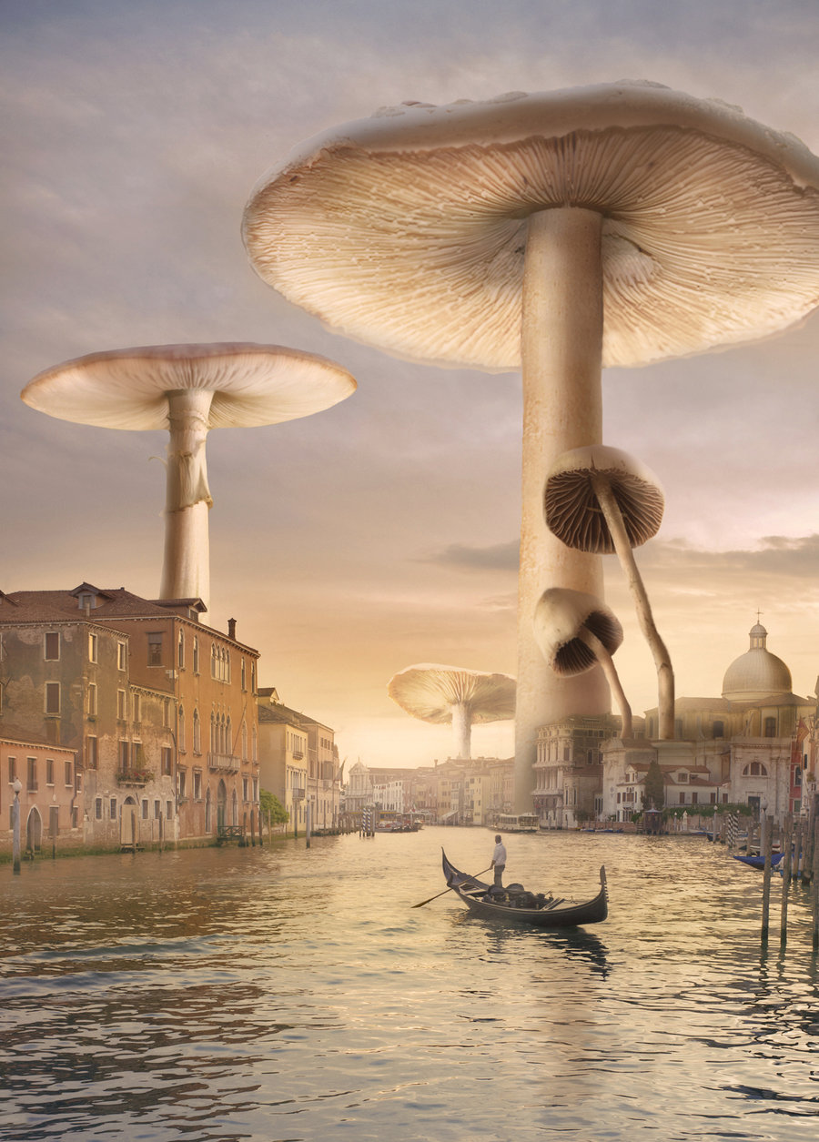 venice_mushrooms_by_shorra-d50r1w8