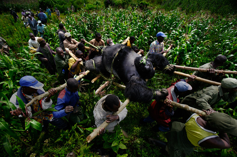 Brent-Stirton_EKTOP2012 art blog - Brent Stirton - empty kingdom