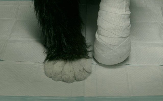1_e_the-future-paw-paw