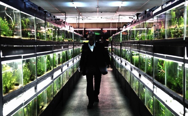 cold_fish_movie_image_01