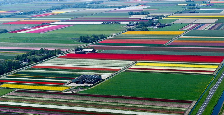tulip01
