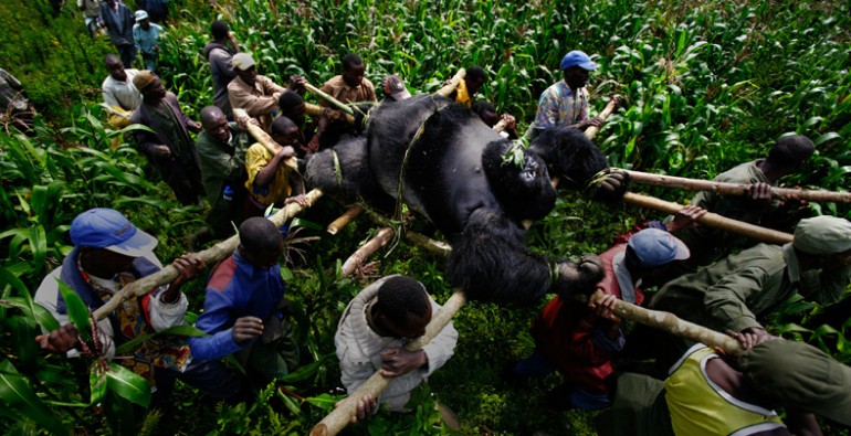 art blog - Brent Stirton - empty kingdom